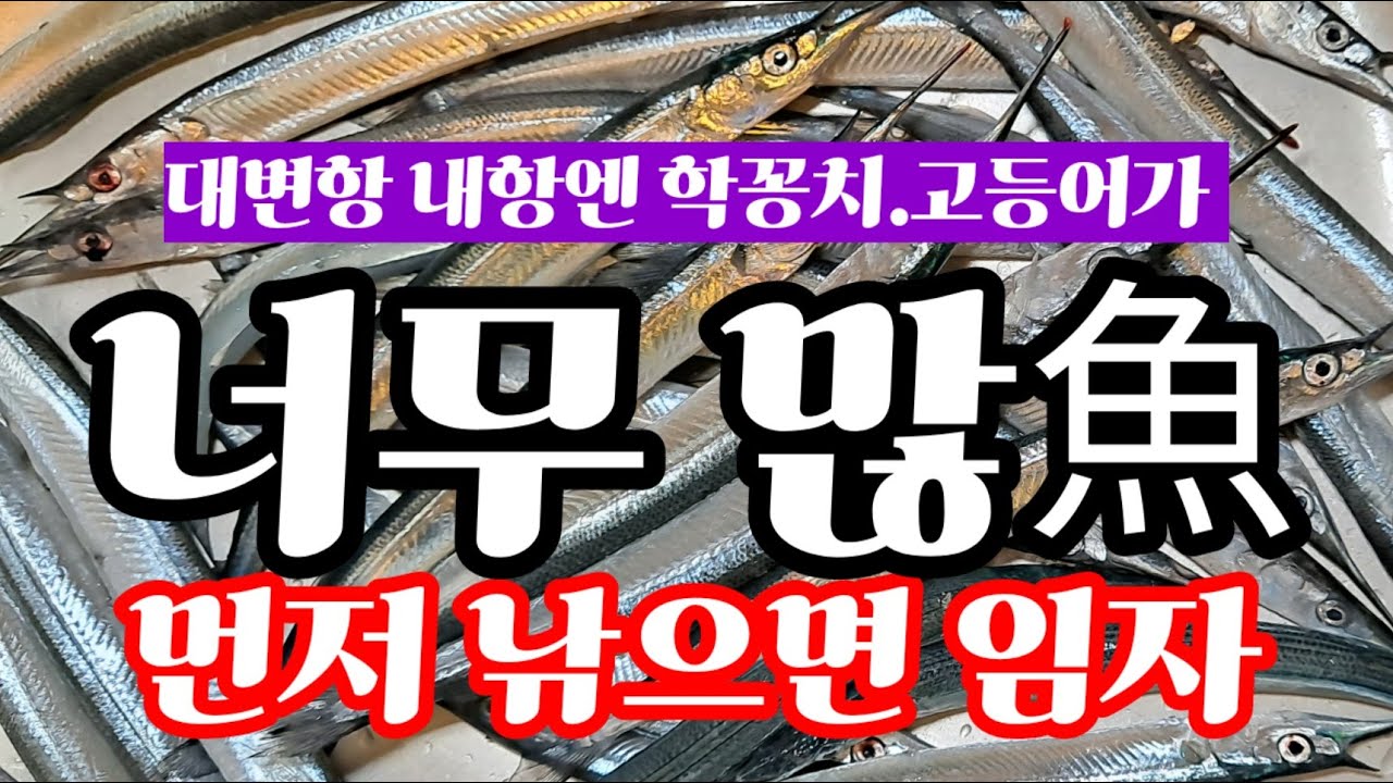 초강풍에도 불구하고 끊임없이 올라오는 대사리급 학꽁치와 고등어 낚시조황과 조과/대변방파제/부산기장낚시조황/낚시여기어때