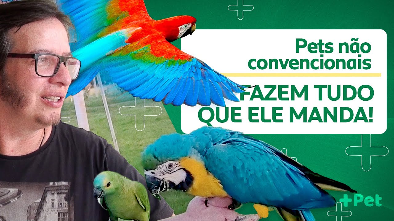 O ENCANTADOR DE AVES! | CANAL MAIS PET