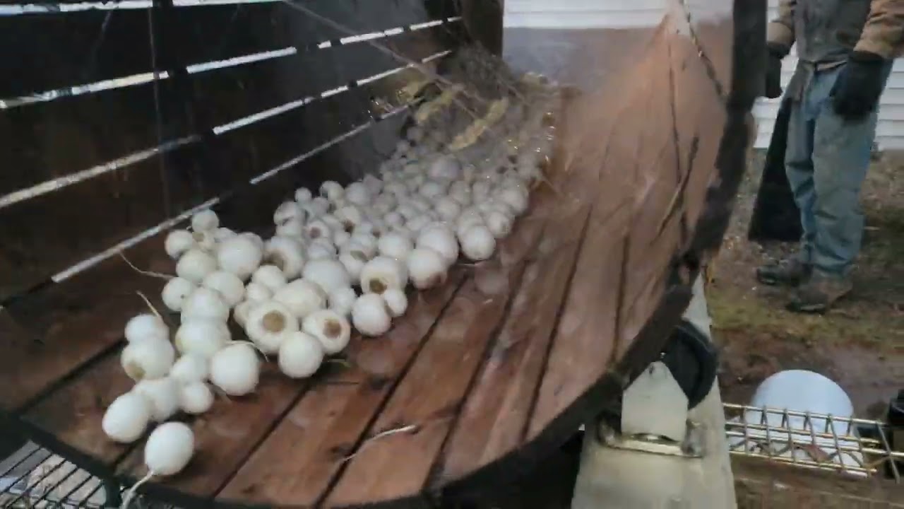 Salad Turnips in Barrel Washer
