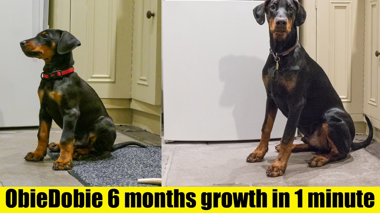 Timelapse of Doberman Puppy from 8 weeks to 6 months - HD 4K