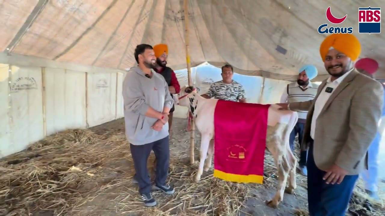 HF Milk Teeth Secures 4th Position at PDFA Haryana | ABS Brute Bull Genetics | Guri Jersey Farm