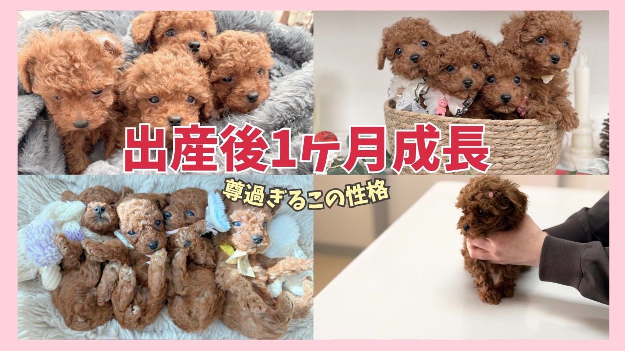 【保存版】出産後たった1ヶ月でここまで変わる？子犬ちゃんのリアルな成長記録🐶おすすめあったかグッズ