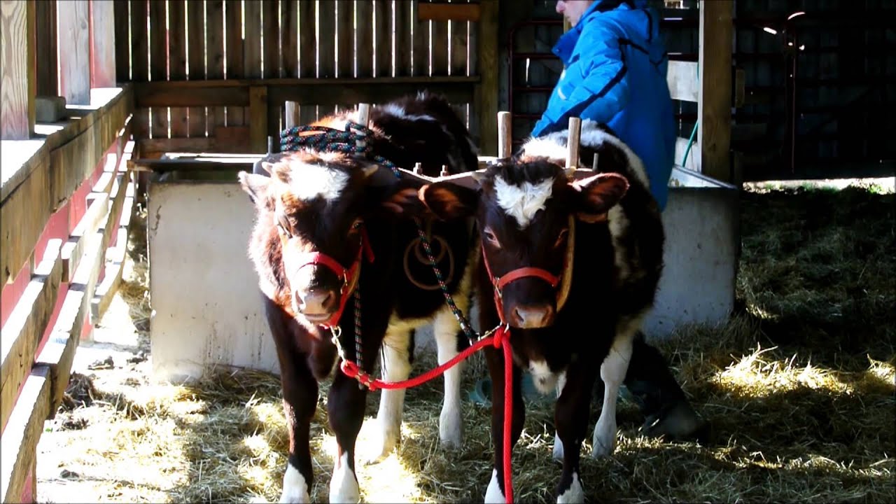 Training Nara & Narayana Part 2 in a Yoke