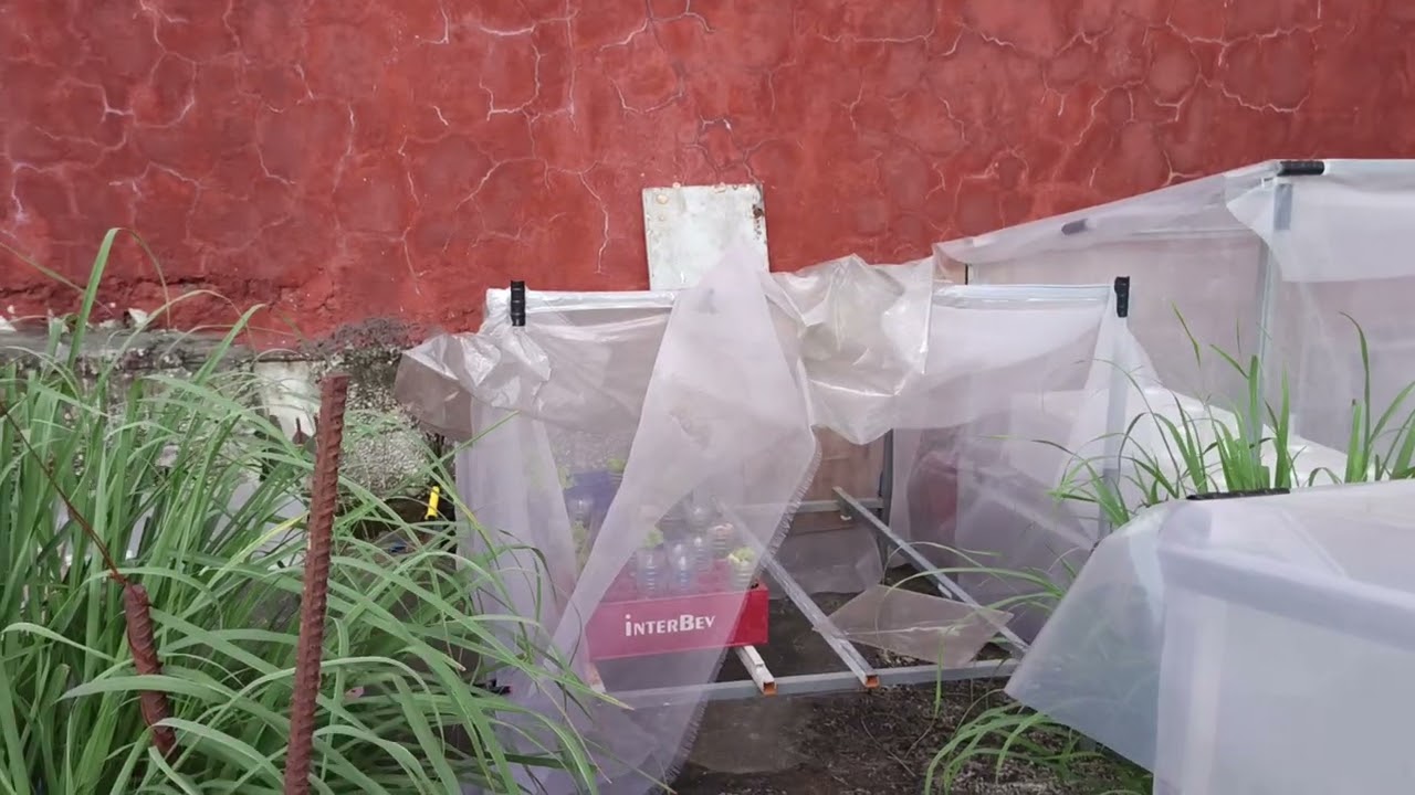 01-28-2026 updates on our lettuce batches