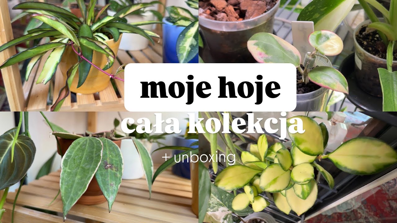 Moje hoje/ cała kolekcja/ unboxing