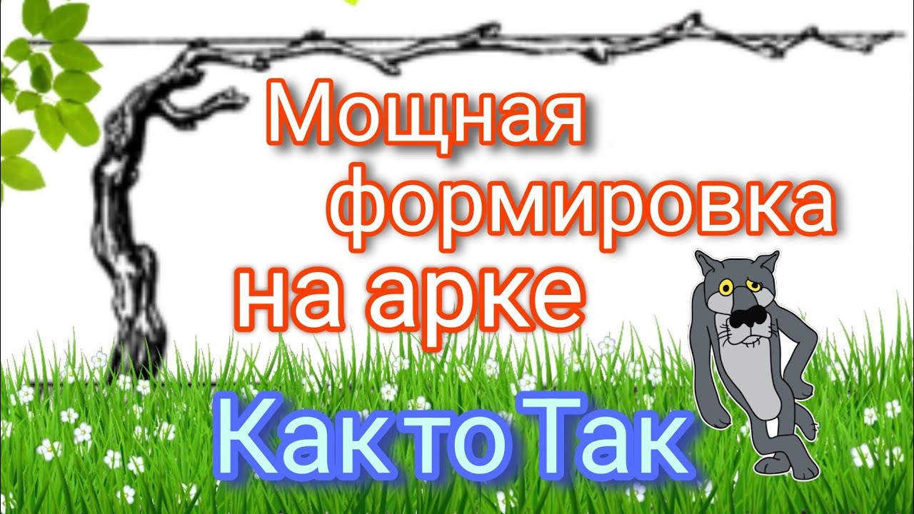 Мощная формировка 2-х летнего куста винограда на арку#Формировка#Обломка#Весна 2024#Урожай#Арка#
