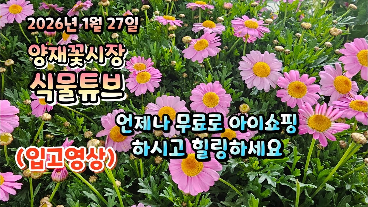 양재꽃시장 식물튜브 26년 1월 27일 입고영상 시청 하시면서 무료로 힐링타임 되시길 바랍니다~  #양재꽃시장 #식물튜브 #식물아빠