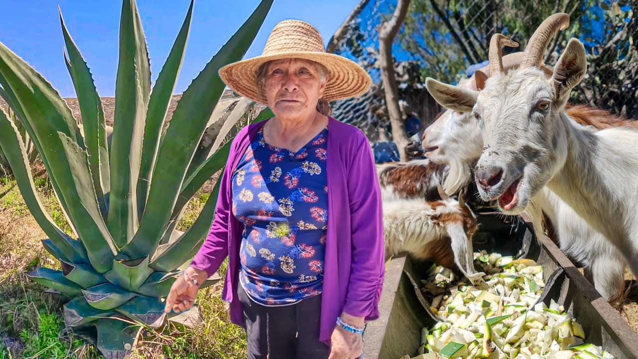 Así se Alimenta el Ganado con Pencas de Maguey  - también los humanos podemos comer pencas