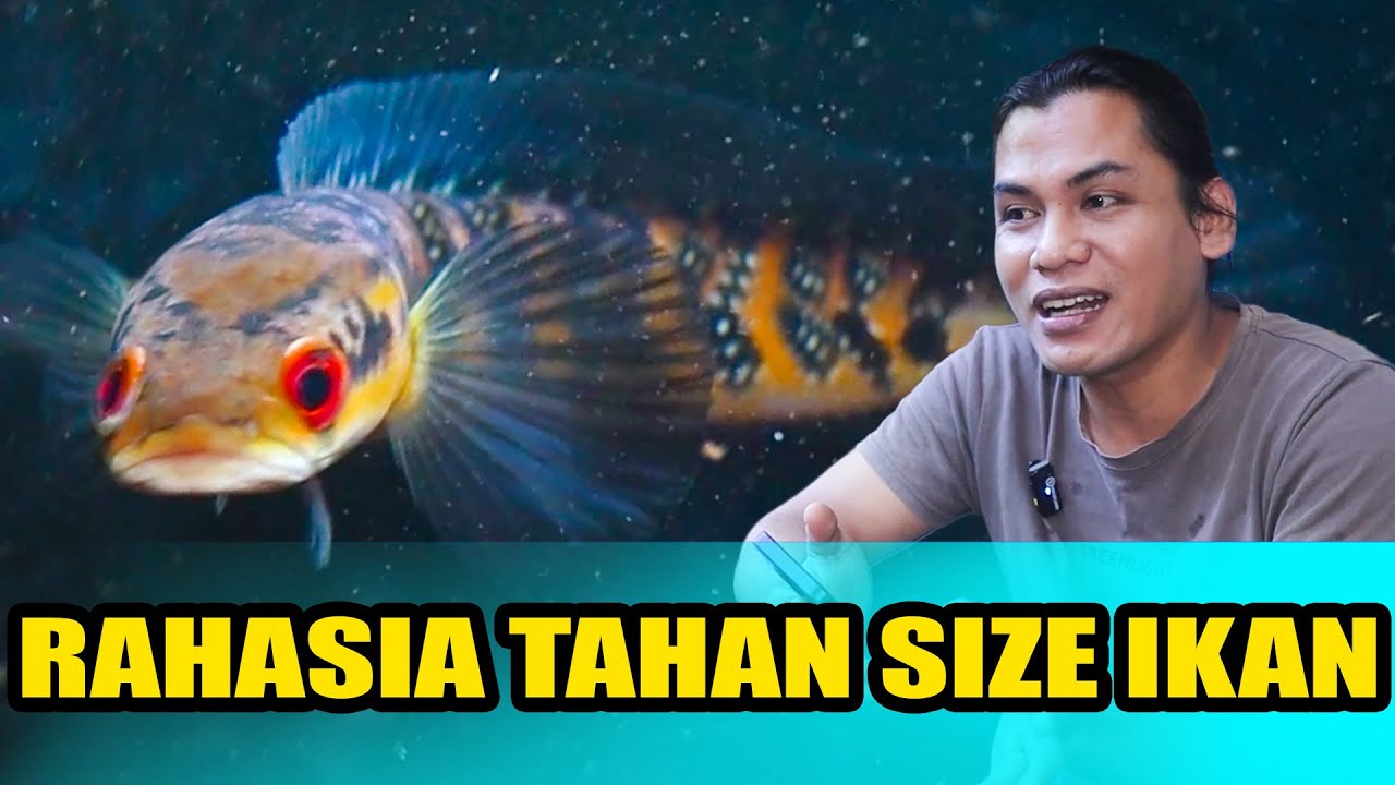 TAHAN UKURAN IKAN CHANNA PALING EFEKTIF JADI BOCIL TUA