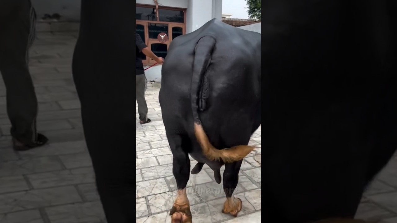 To increase the milk content of buffaloes and make them healthy