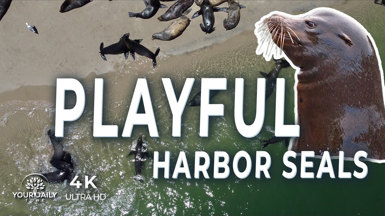 Playful Harbor Seals with Upbeat and Happy Music.