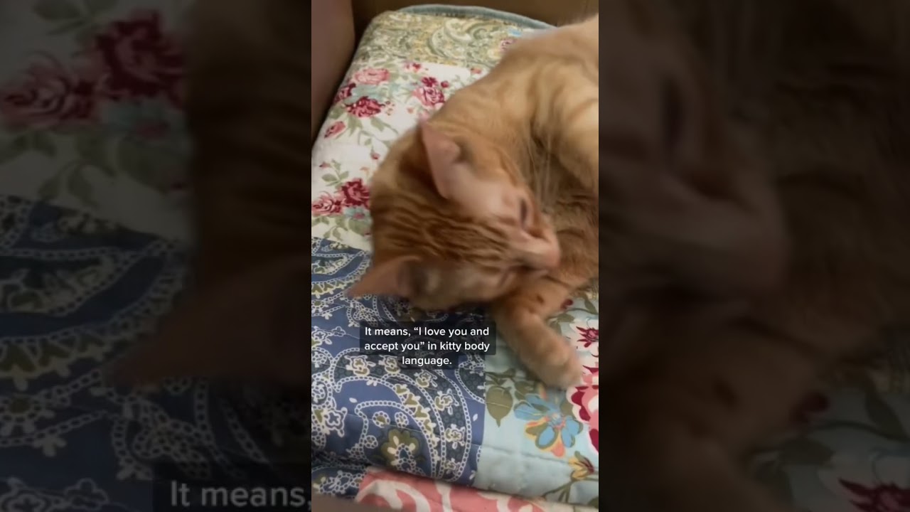 Why do cats slow blink? | @CatLadyTails