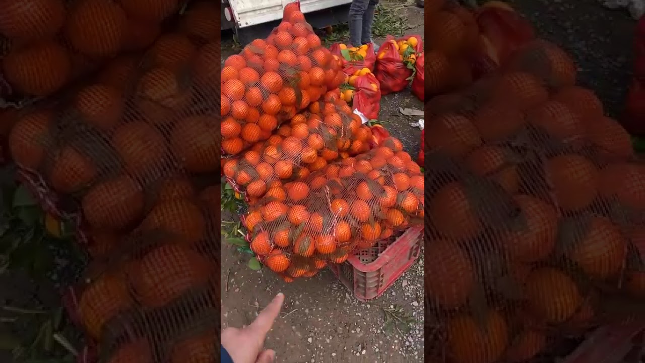 من البيضاء ... ليمون الغرب داير 3.99 درهم بسوق شعبي بالبرنوصي ...كيف جاكم الثمن الجديد فاش فكركم ؟
