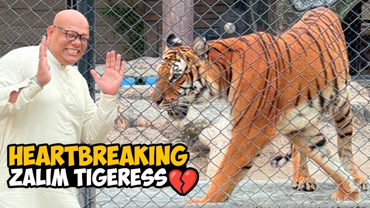 Tigeress Ka Zulm 💔 Newborn Cub Ko Chhor Dia 😱 | BT Farm Stories