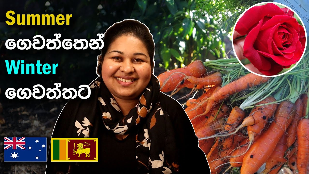 පුන්චි ගෙවත්තක් පටන් ගන්න උදව්වක් | Winter vegetable Gardening | Gardening tips | Sinhala | Eng Sub