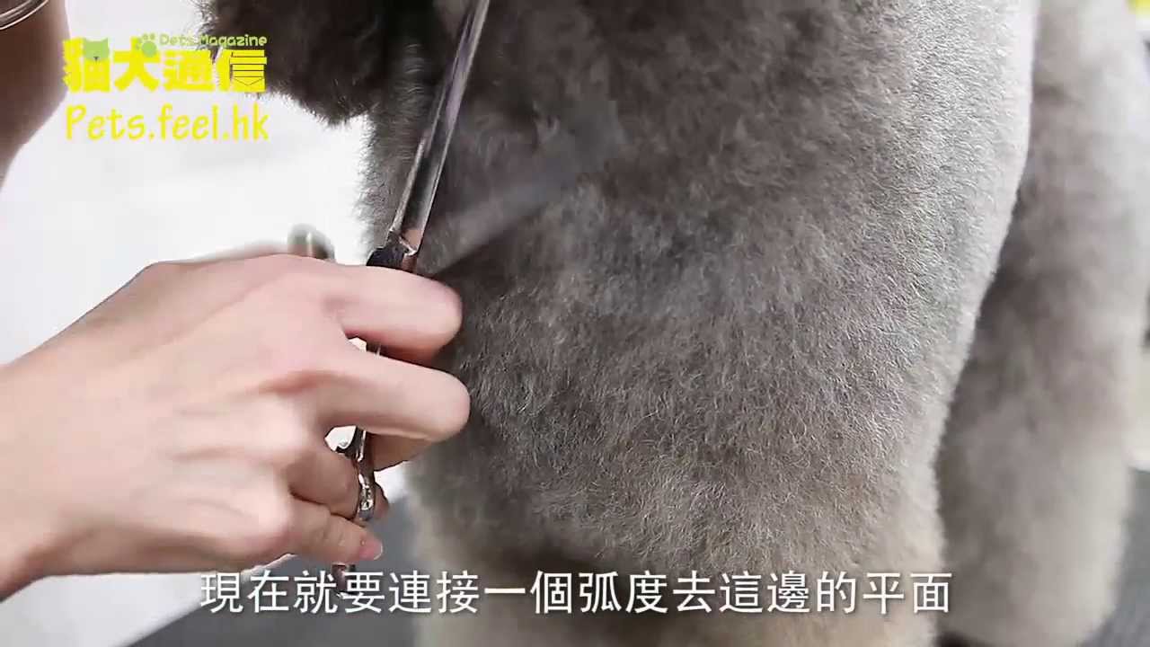 《貓犬通信》狗狗剪裝教室－可愛長綿羊裝