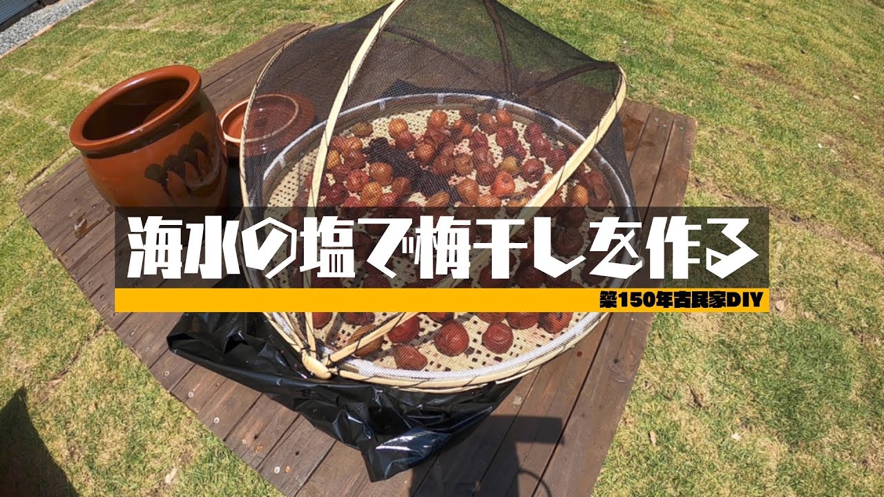 海水の塩で梅干しを作る
