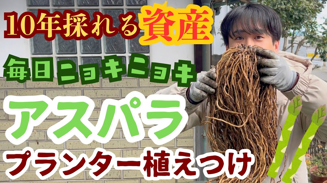 植え時です🌟アスパラガスをプランター栽培します【根株の植え付け】