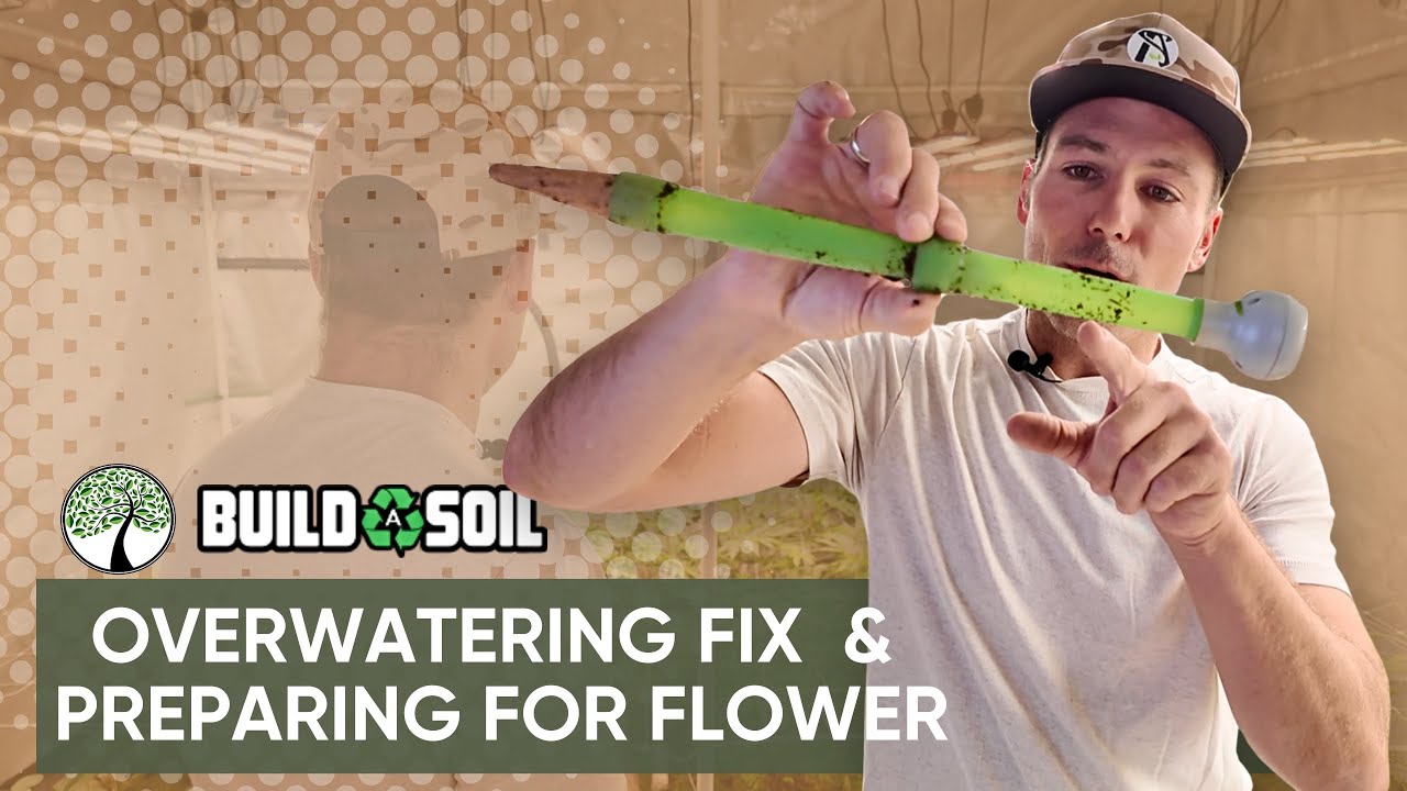 BuildASoil: Overwatering Fix // Aloe Cloning // Defoliation Tips // Flower Prep