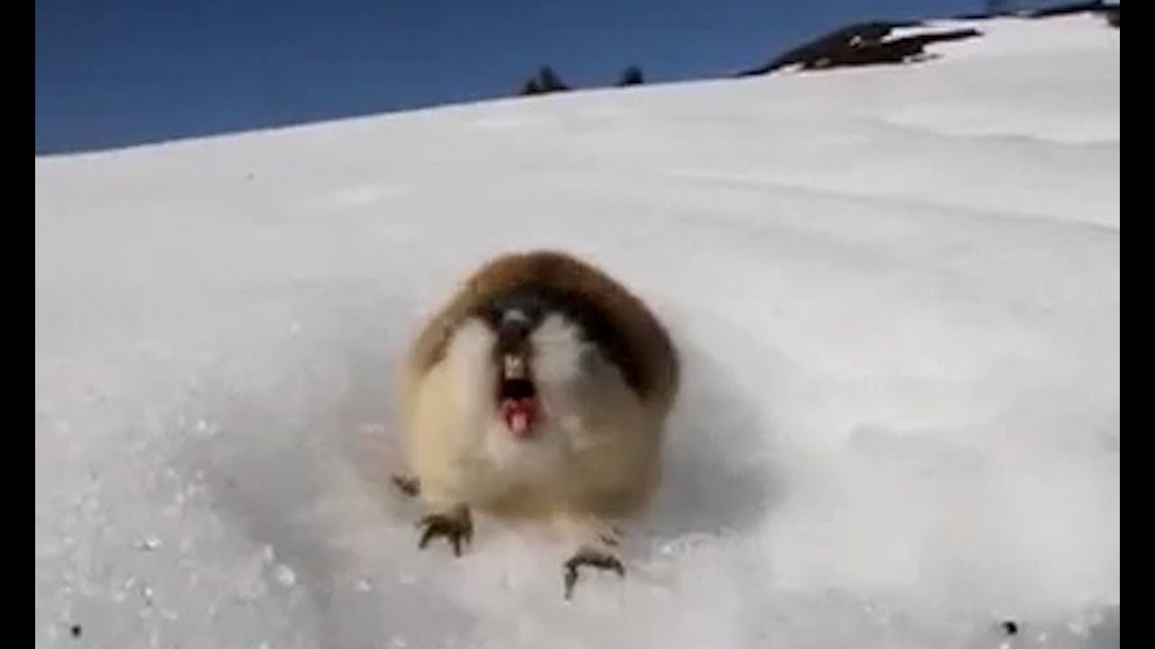 Angry Norwegian lemmings are the bravest of them all