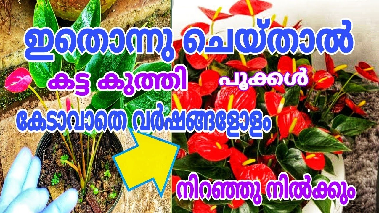 ചെറിയ ചെടിയിലും പൂക്കൾ നിറഞ്ഞു നിൽക്കും | ANTHURIUM PLANT TIPS MALYALAM