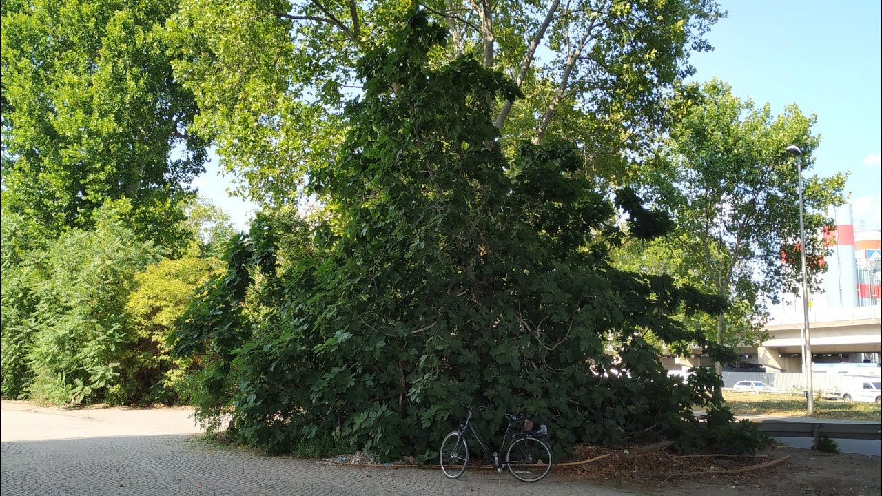 BIGGEST Feral / Wild Fig Tree in Germany? Gr&ouml;&szlig;te Wildfeige Deutschlands? (Ficus carica)