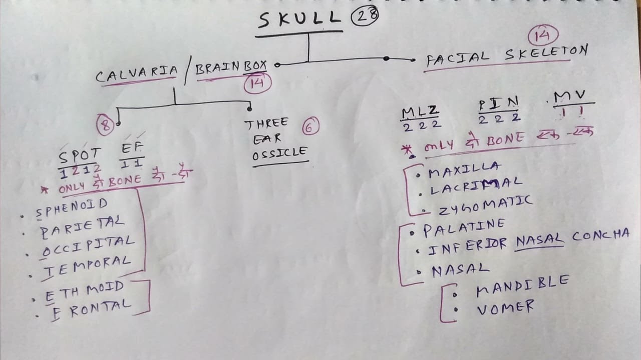 Skull Skeleton (Bones of Face and Calvaria) | TCML and ENMEDER