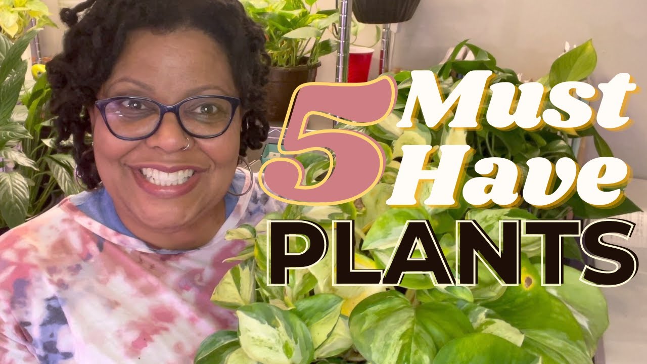 If I Started My Plant Collection Today These Are the Five Plants I Would Have In My Collection