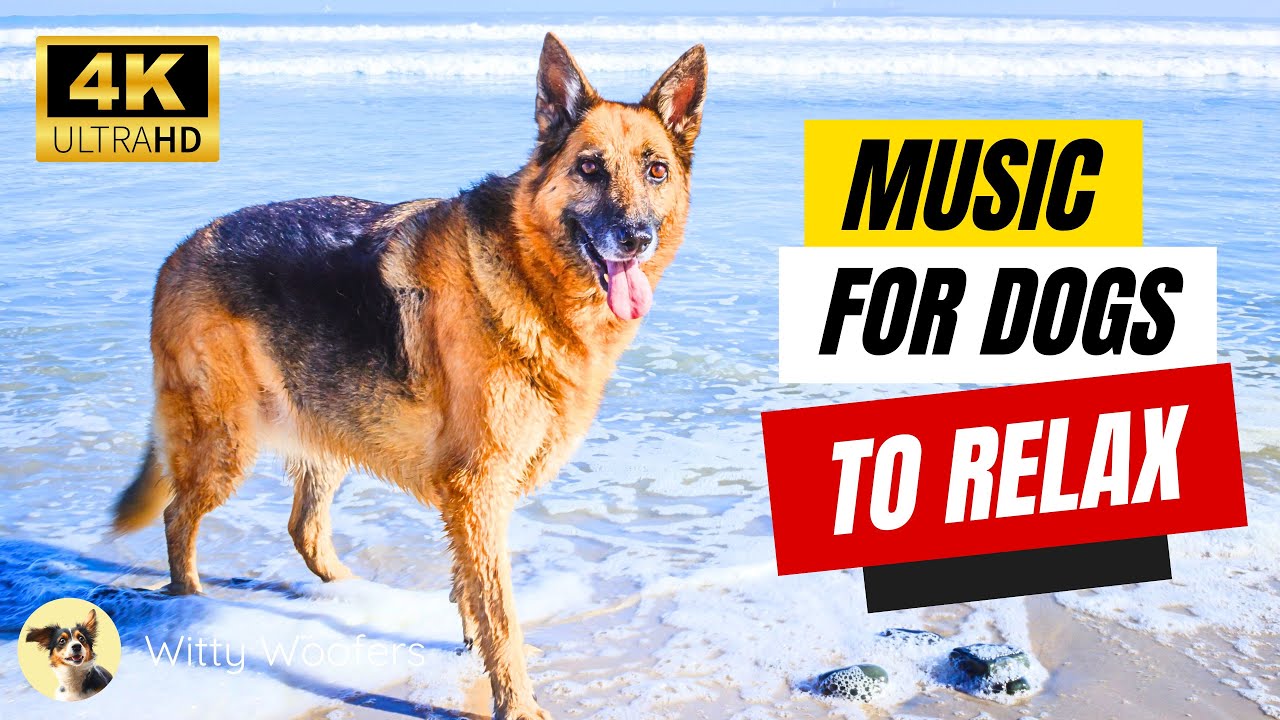 Chill Beats for Pups: Relax My Dog with Witty Woofers' Music 🐕