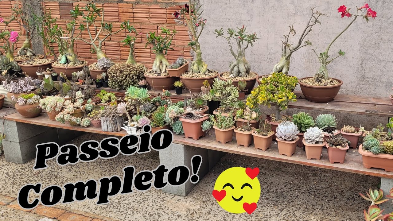 Como estão minhas suculentas depois da mudança #suculentas #rosadodeserto