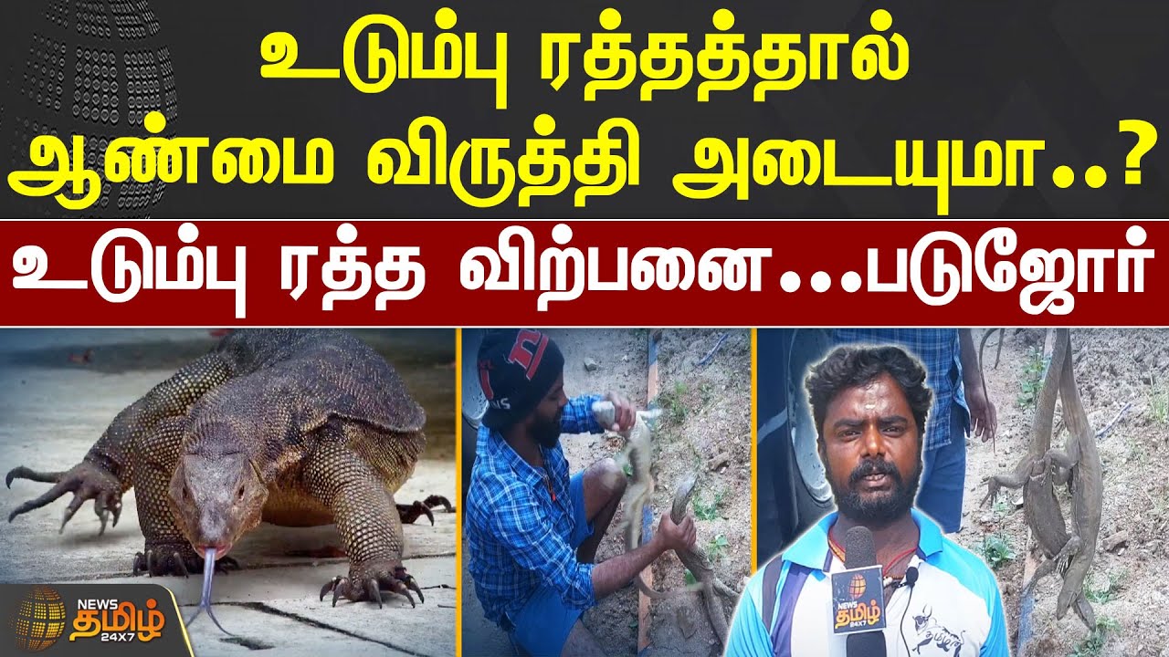உடும்பு ரத்தத்தால் ஆண்மை விருத்தி அடையுமா..? உடும்பு ரத்த விற்பனை...படுஜோர் | KRISHNAGIRI