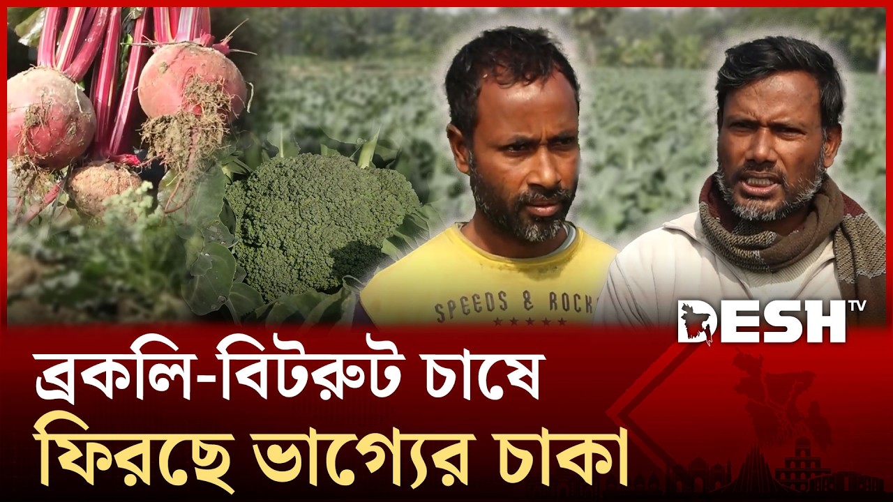 কুষ্টিয়ার মাঠে বিদেশি সবজি, ব্রকলি ও বিটরুট চাষে কৃষকদের নতুন চমক | Desh TV News