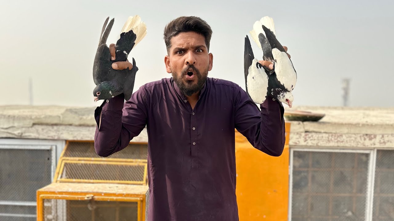 Aaj kabutaron ke larai karwa kar 5 kabutaro ko toli mein laga liya😱😳