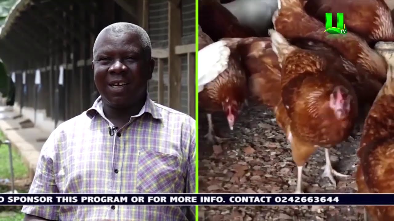 AYEKOO: One-On-One With A Poultry Farmer