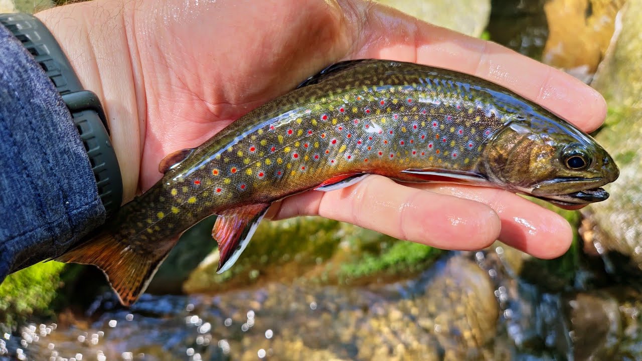 GSMNP Small Stream Fly Fishing - 6-17-25
