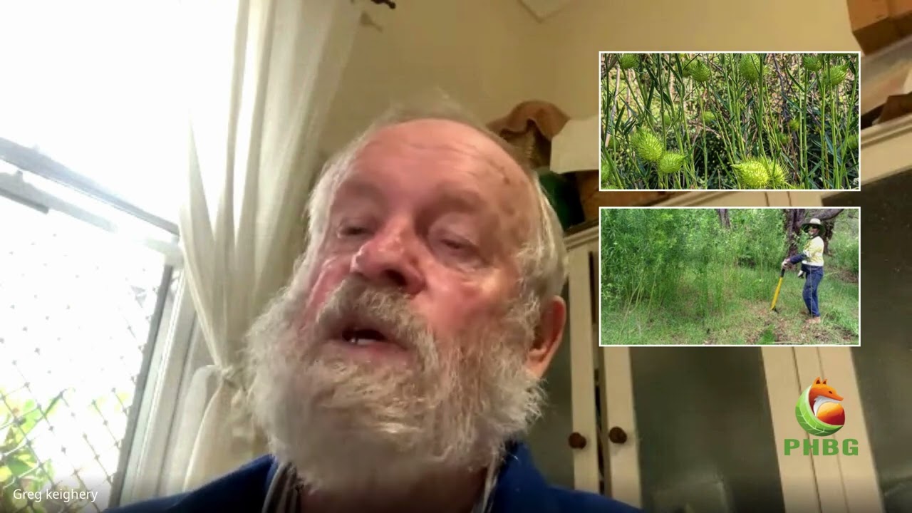 Cottonbush: Weed Spotlight
