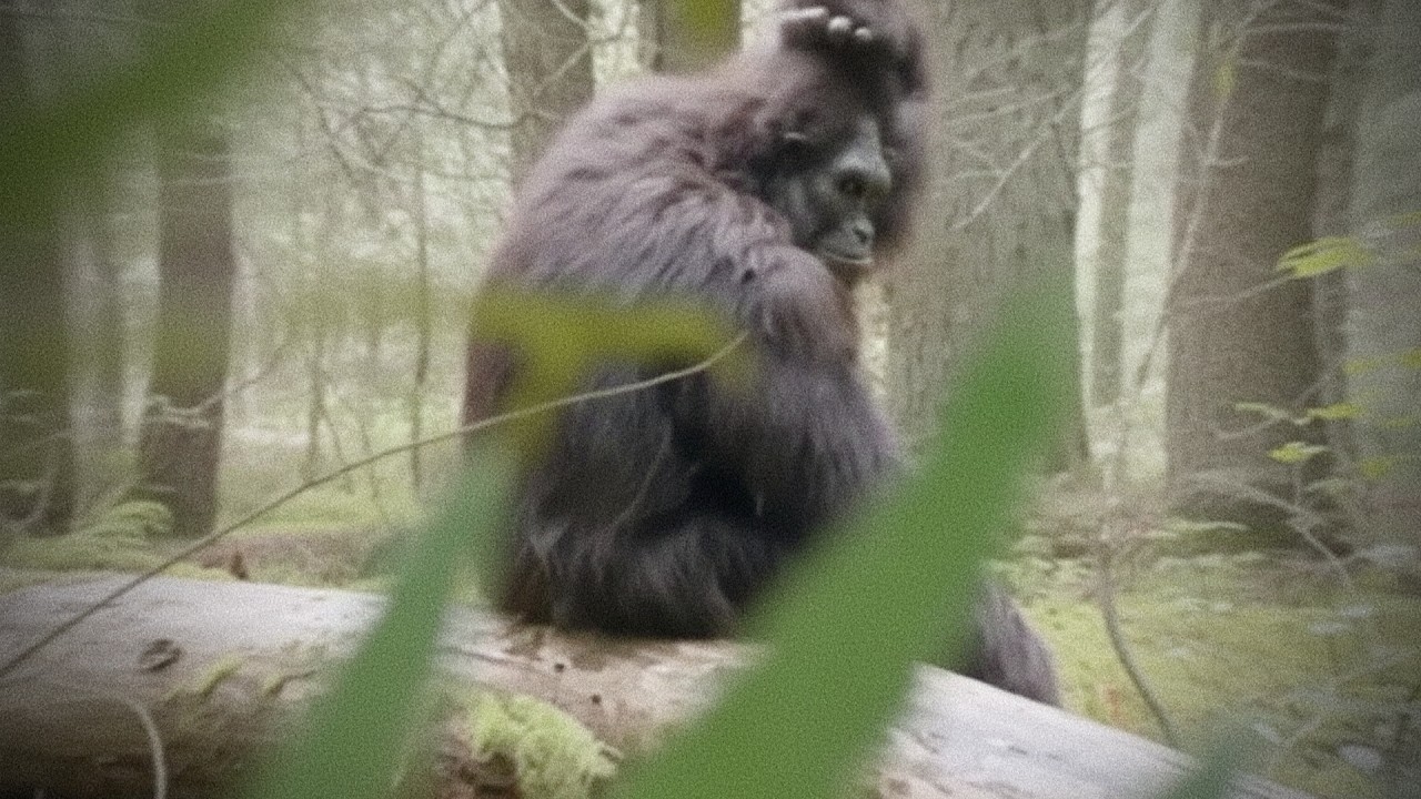 UNBELIEVABLE Bigfoot Caught on Camera &ndash; Clear, Never-Before-Seen Footage