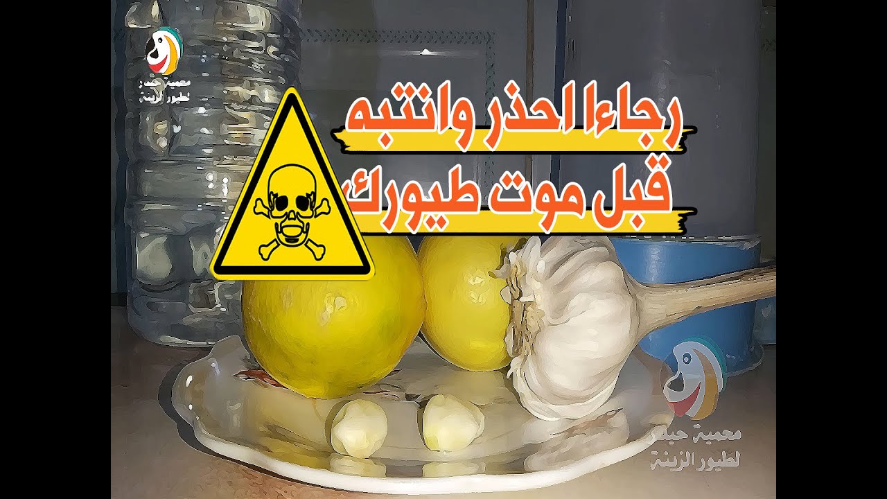 فوائد الثوم والليمون للطيور 🦜ولكن احذر وانتبه قبل تسميم طيورك😭💀