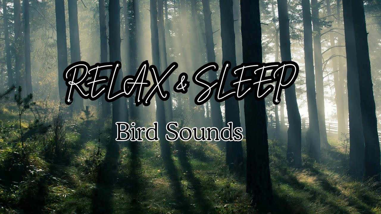 1 Hour Peaceful Birdsong – Deep Sleep Healing