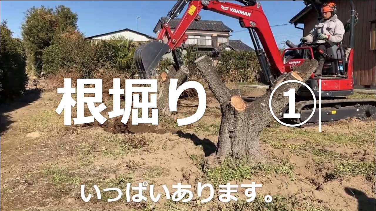 ウメの根堀り取り　ユンボvio20-6 根切りチェーンソーRC620