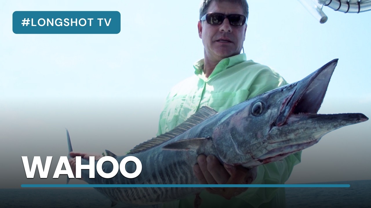 Wahoo | Longshot TV
