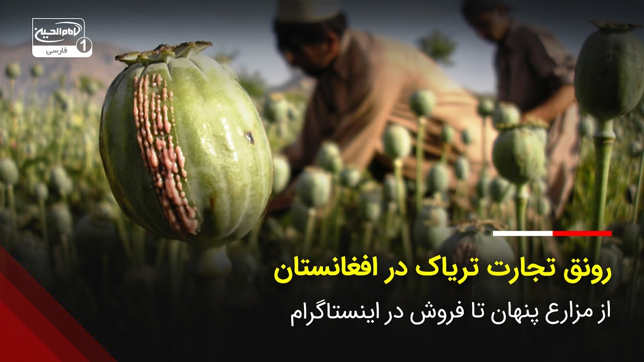 رونق تجارت تریاک در افغانستان؛ از مزارع پنهان تا فروش در اینستاگرام