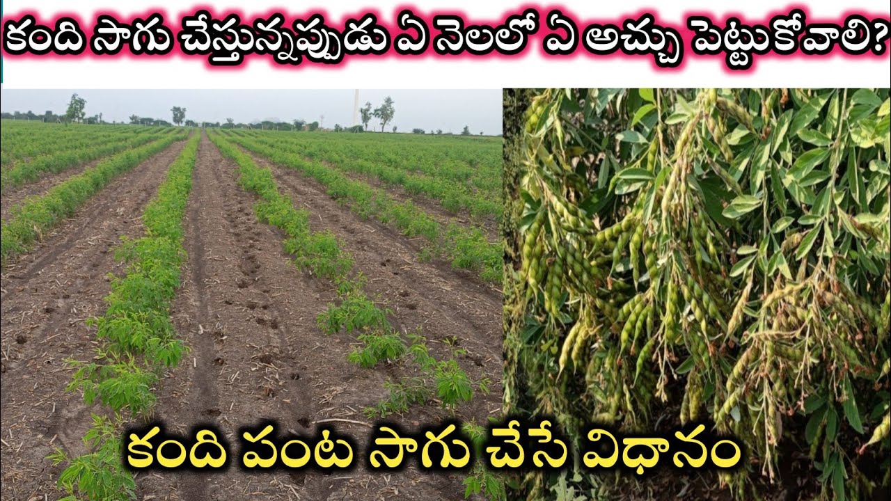 #redgram Cultivation In Telugu || కంది పంటలో అధిక దిగుబడి || కంది పంట సాగు చేసే విధానం ||