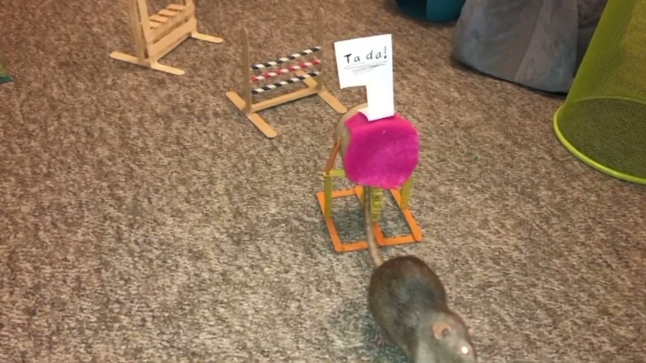 Pickle the rat doing a fun "mario" agility course!