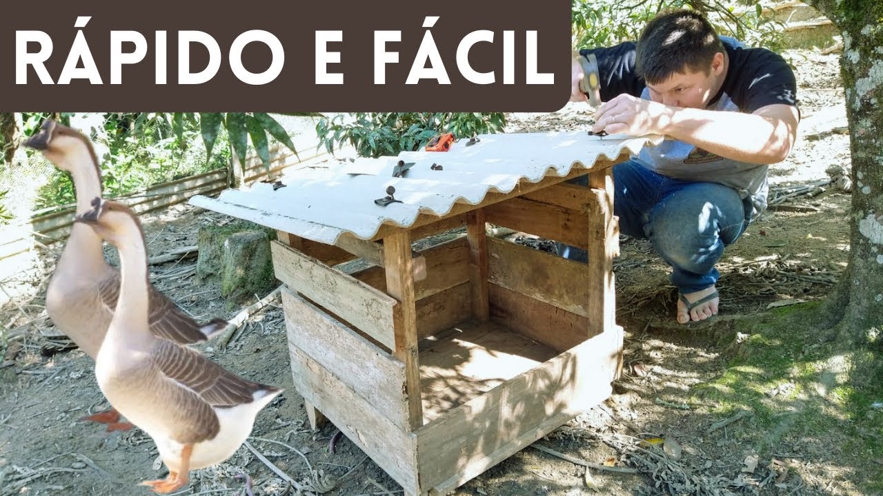 Construindo ninho para a gansa | Coração Campeiro
