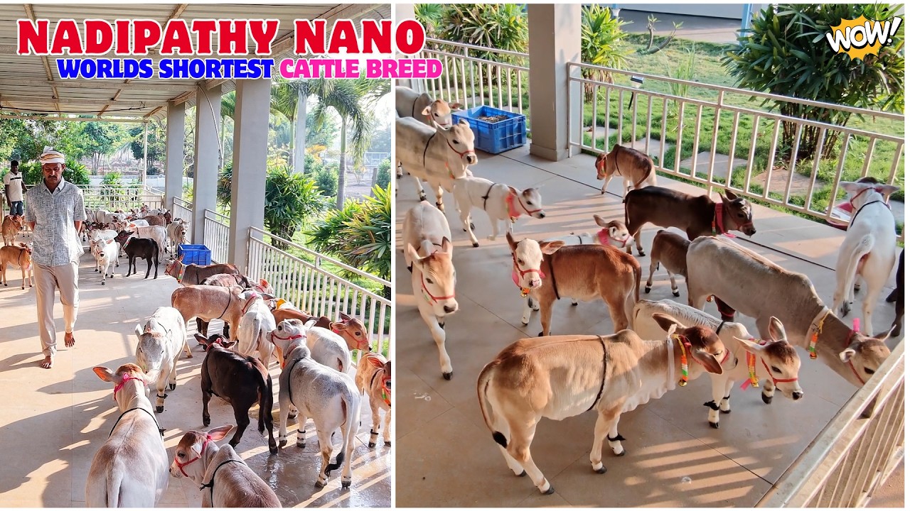 Our New Location - Nadipathy Goshala - Nadipathy Village, Hyderabad #cow  #viral #video #shorts #yt