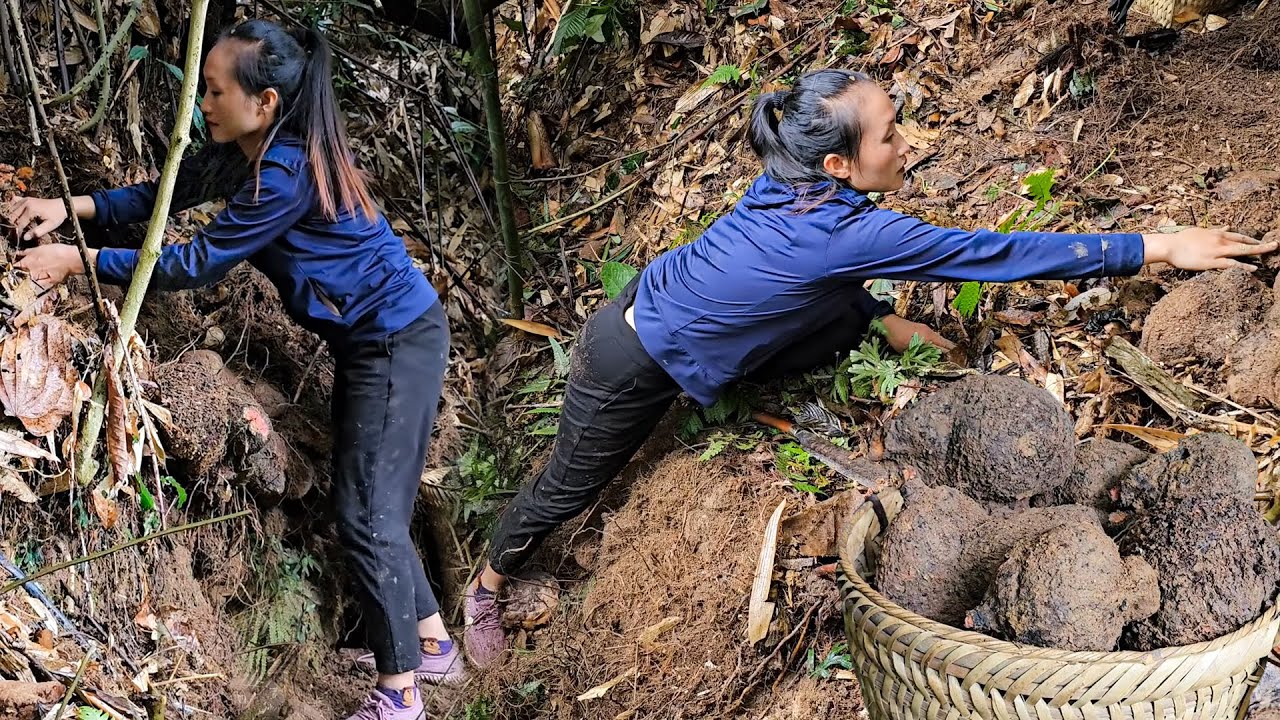 Harvesting Fresh Brown Tubers for Market Sale and Buying Fish to Release into the Quiet Pond