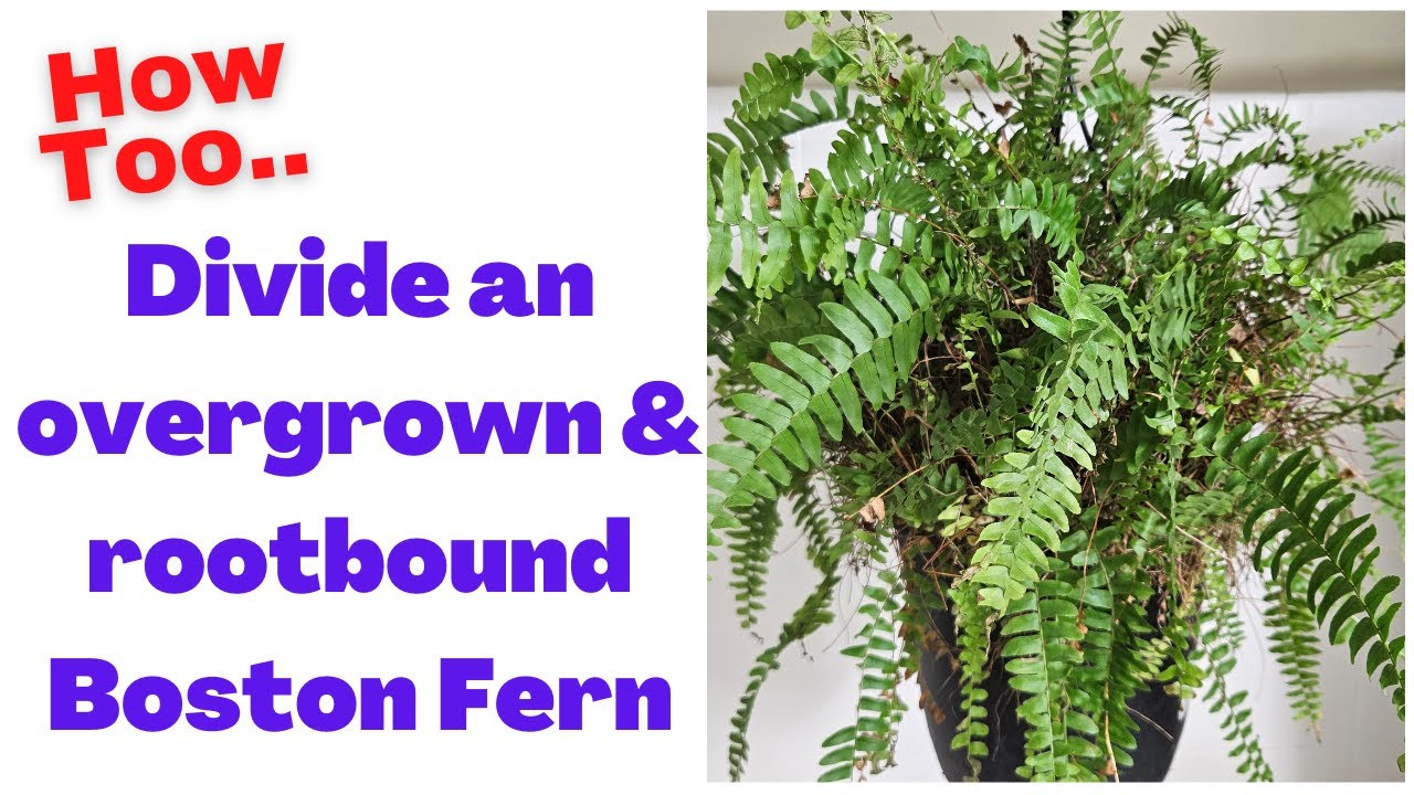 Dividing an overgrown Boston fern