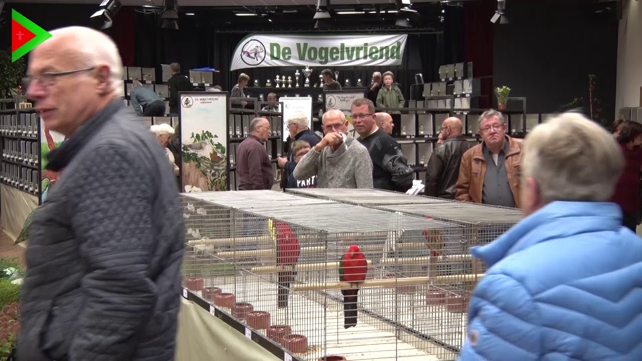 Vogeltentoonstelling 2017 Rijsbergen
