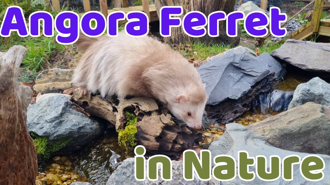 Watch this Adorable ANGORA Ferret Happily Exploring Nature!